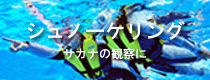 シュノーケリング